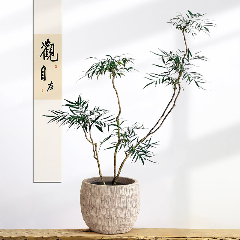 十大功劳盆栽精品桌面绿植四季常青办公室书房客厅镇宅招财好养活,淘宝优惠券,粉丝福利购,淘宝优惠卷