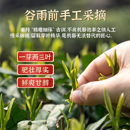 隔尘香2026年新茶龙井茶绿茶正宗雨前茶老茶树浓豆香耐泡茶叶龙井 - 图2