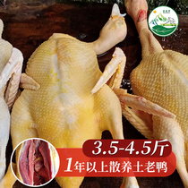 Great Bio Mountain Golden Zika for more than one year scattered and old duck kills about 3 5-4 5 catty of duck meat