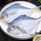Pomfret, fresh frozen silver pomfret, fresh seafood, aquatic products, sea-caught flat fish, white pomfret, extra large non-Jinchang fish
