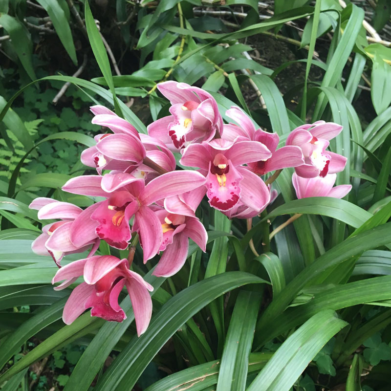 浓香花卉四季兰花苗盆栽建兰墨兰花蕙兰室内阳台桌面客厅观花植物 - 图0