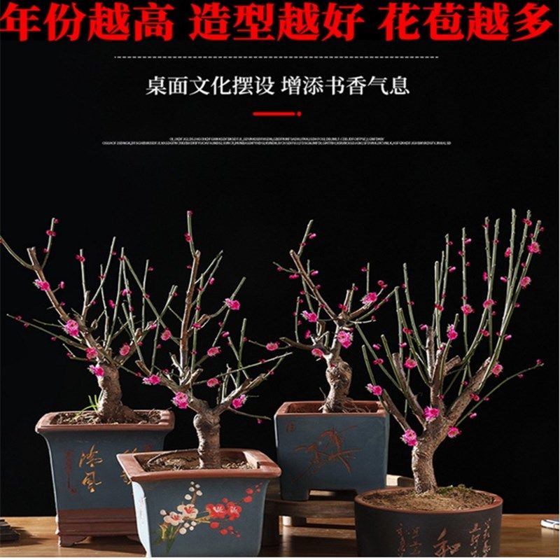 梅花盆栽原生红梅盆景花卉植物苗腊梅树冬季耐寒花苗老桩室内好养,淘宝优惠券,粉丝福利购,淘宝优惠卷
