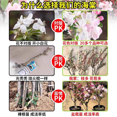 西府海棠花树苗老桩盆景耐寒植物庭院地栽高杆花卉垂丝海棠风景树 - 图2