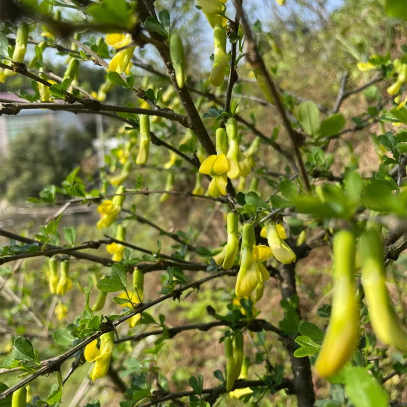 食用金雀花树苗盆栽南雀耐寒植物阳雀花锦鸡儿阳台庭院种植