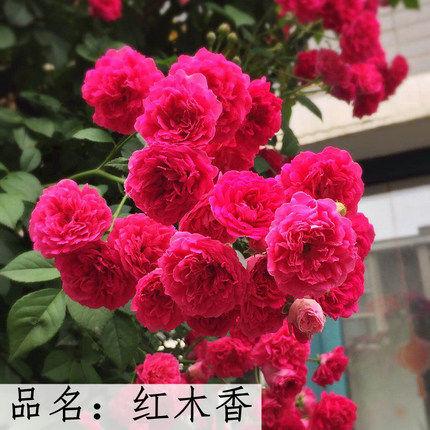 黄木香红木香花苗爬藤 藤本植物庭院爬墙耐寒花卉浓香