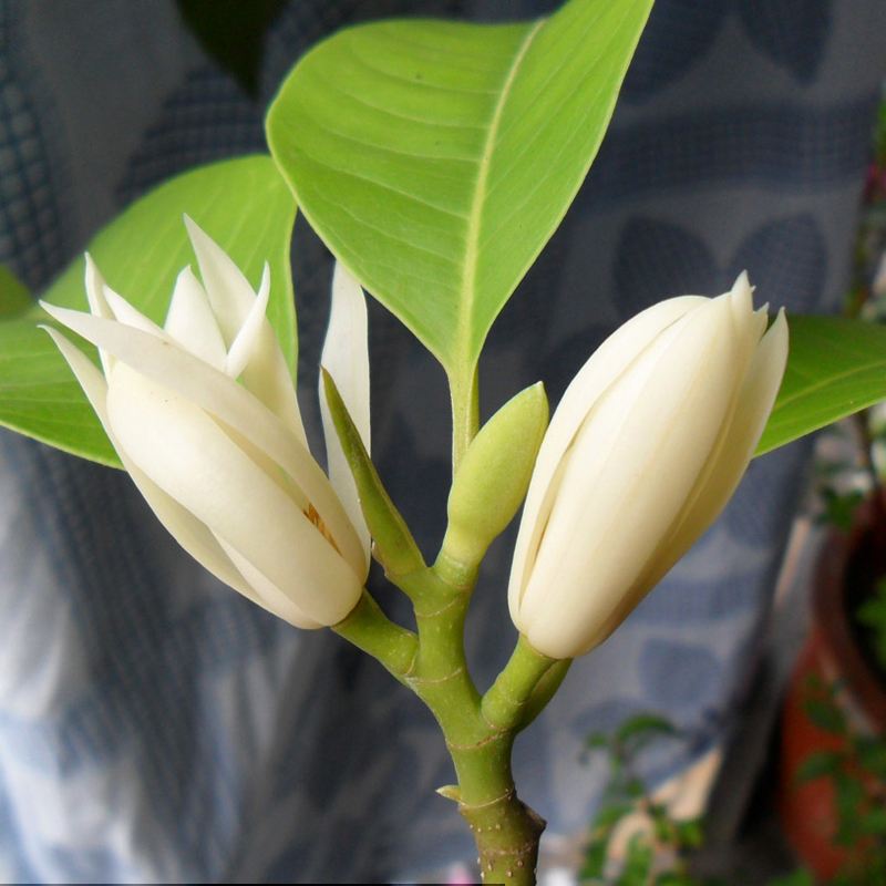 白兰花盆栽绿植室内四季白玉兰树苗嫁接黄桷兰庭院当年开花浓香型