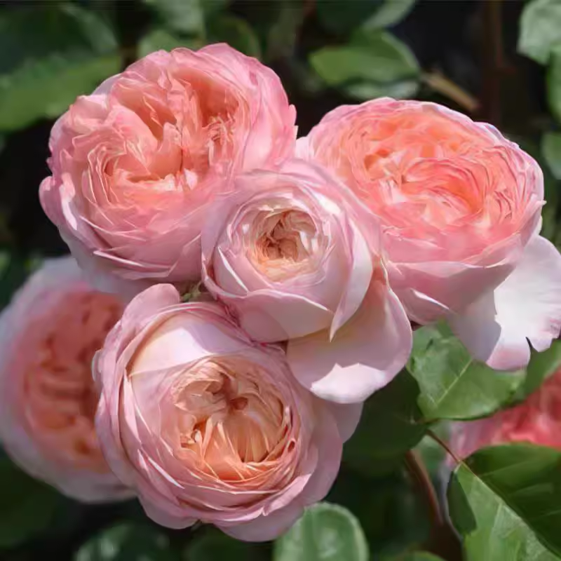 果酱小苗 超新品河本扦插浓粉色大包子花月季阳台庭院灌木花苗,淘宝优惠券,粉丝福利购,淘宝优惠卷