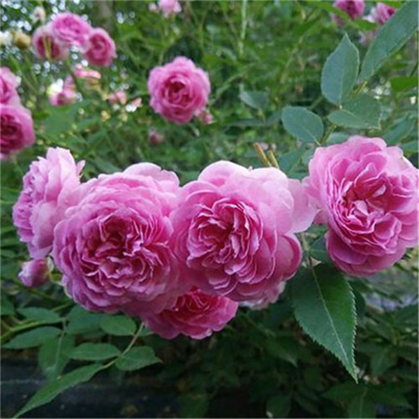 玛姬婶婶大花带花苞植物扦插花苗月季花卉盆栽阳台,淘宝优惠券,粉丝福利购,淘宝优惠卷