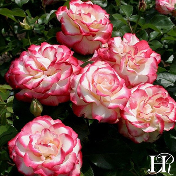 摩纳哥公爵月季扦插花苗盆栽阳台庭院灌木勤花多季开花,淘宝优惠券,粉丝福利购,淘宝优惠卷