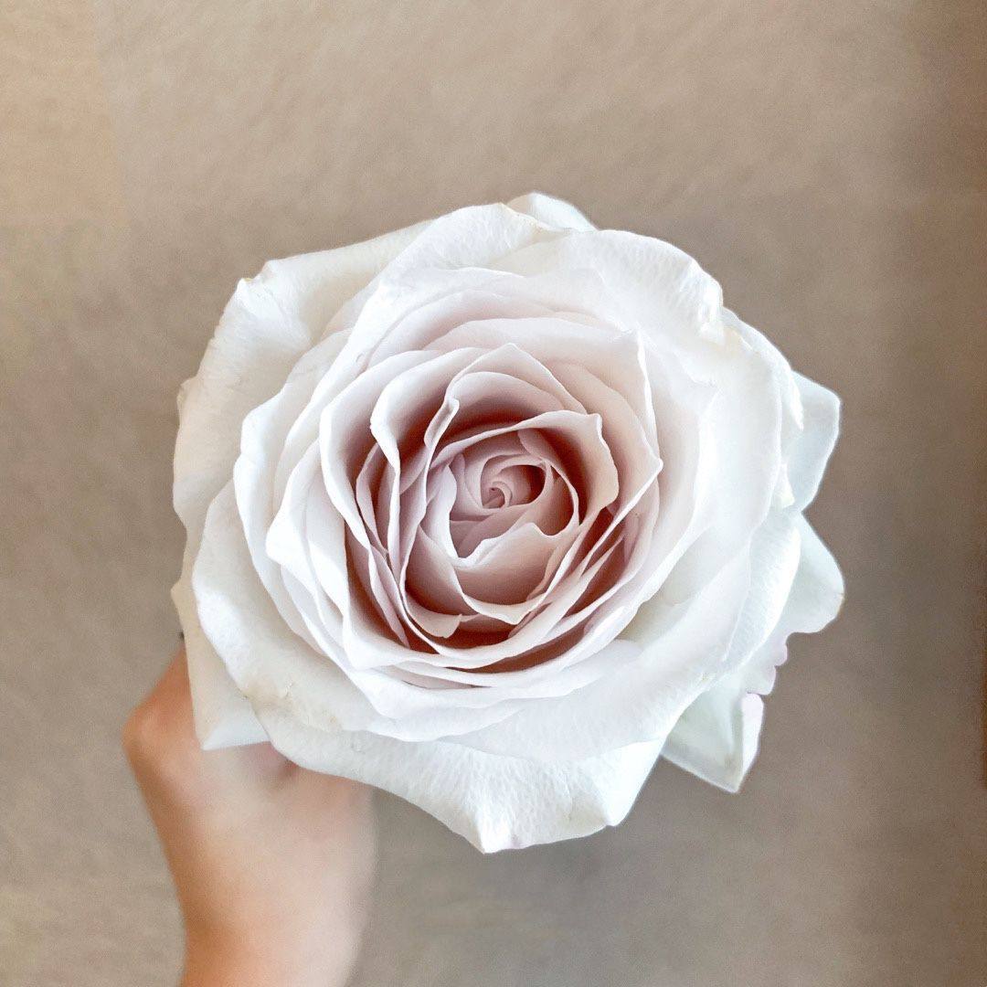 银色衬裙 超新品花园玫瑰月季花苗盆栽阳台月季灰紫色调,淘宝优惠券,粉丝福利购,淘宝优惠卷