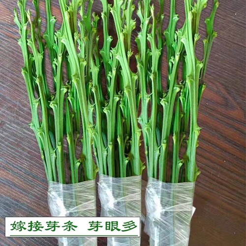 柚子树苗新品种红宝石青柚正宗嫁接枝条三红柚青柚水果苗树苗 - 图2