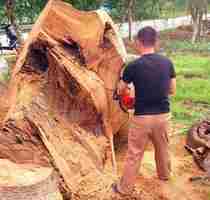 High-end floor anti-moth wood closet wardrobe wood bed Zhangmu strips aromas to taste home tea table sofas wardrobe