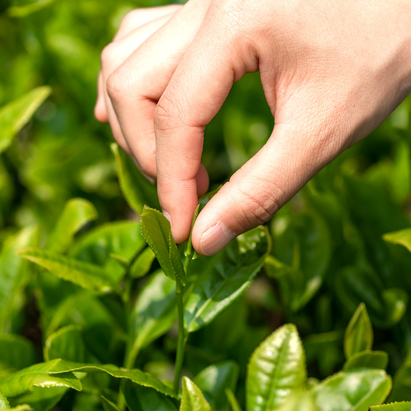 2024新茶龙都博宝剑叶雀舌绿茶茶叶 明前高山 烘青绿茶3g小袋250g - 图3