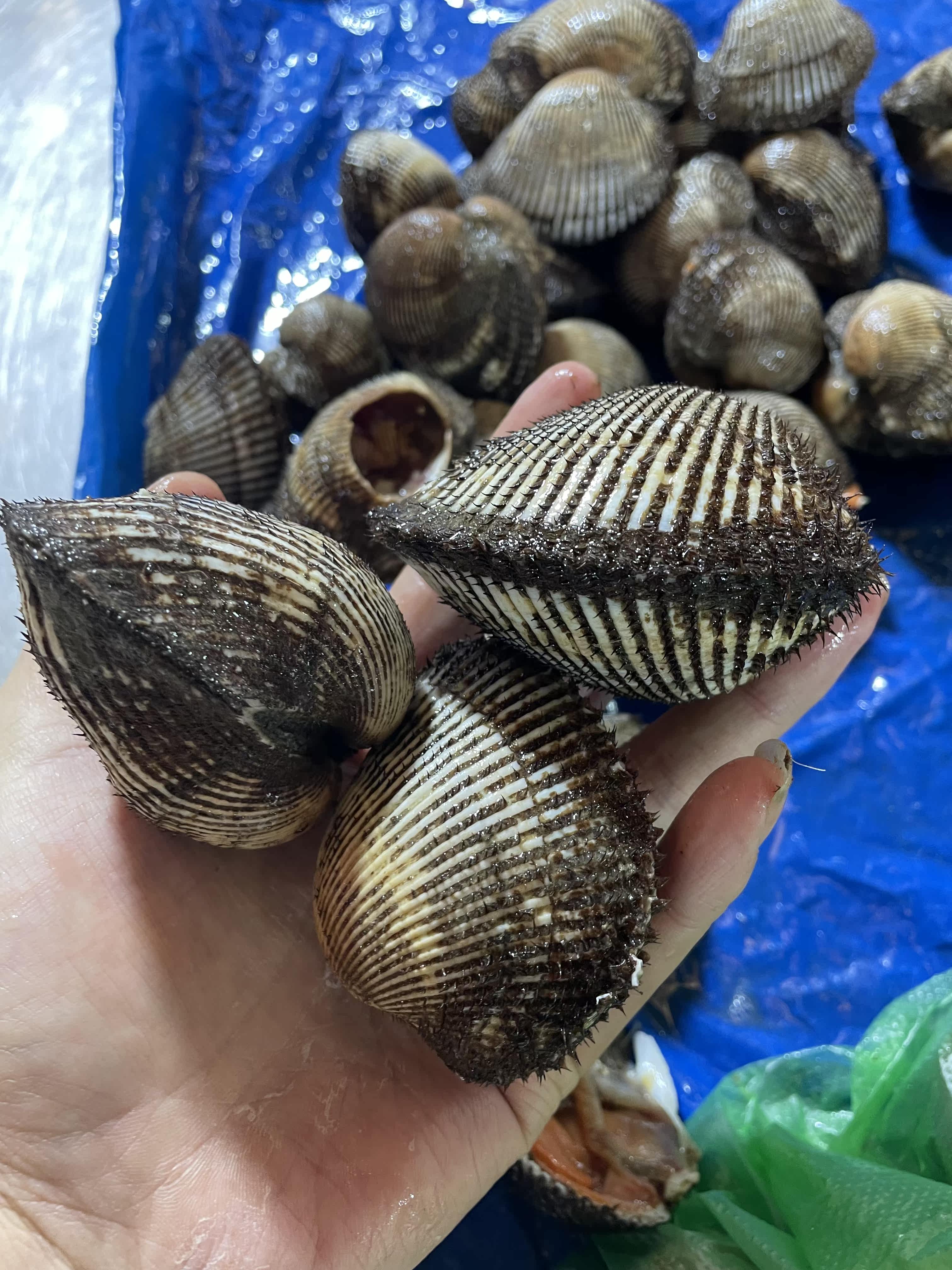 1斤鲜活野生大毛蛤 大赤贝新鲜无沙血蛤毛蚶毛蚬蛤蜊贝类日料刺身