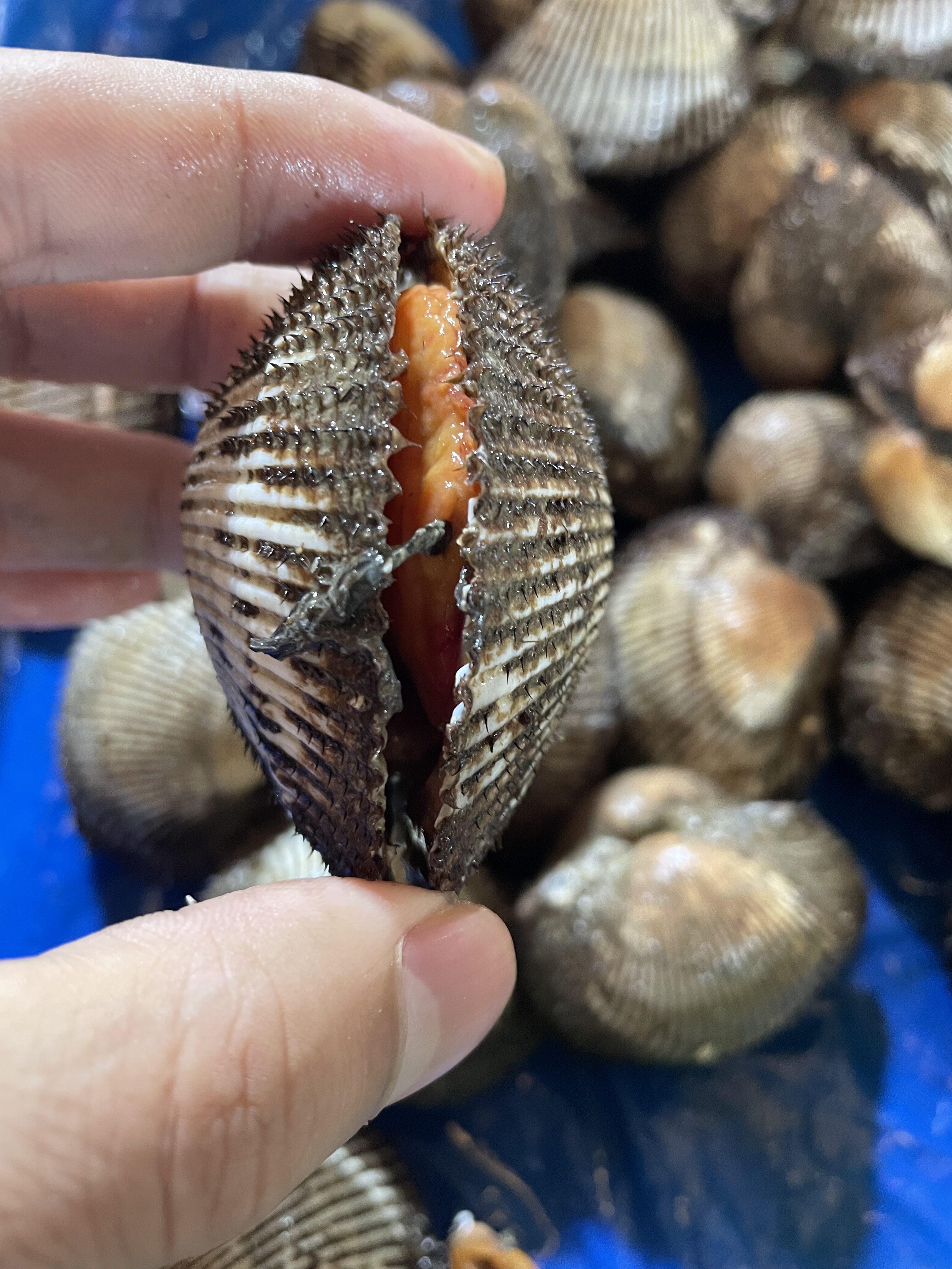 1斤鲜活野生大毛蛤 大赤贝新鲜无沙血蛤毛蚶毛蚬蛤蜊贝类日料刺身