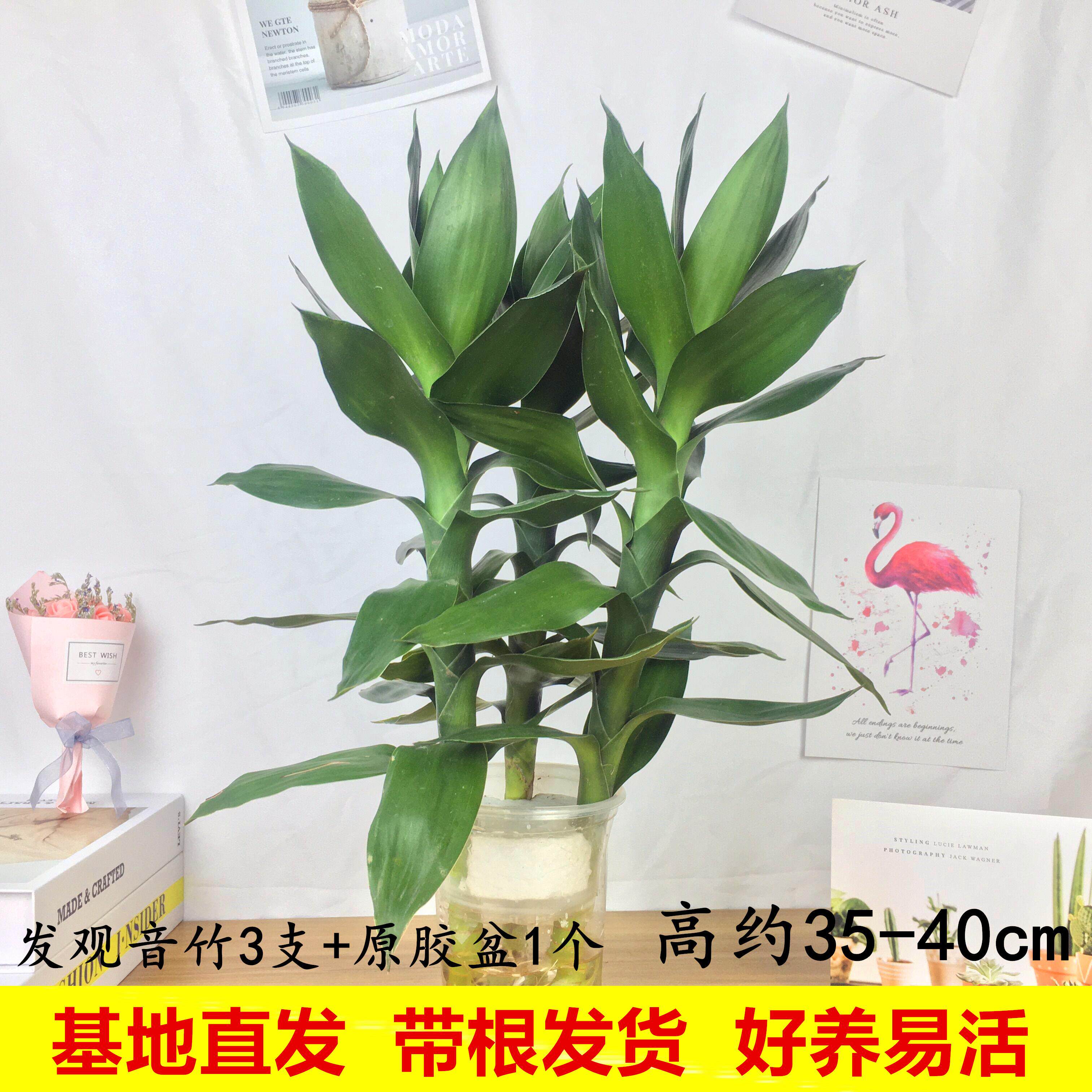 万年青花瓶 新人首单立减十元 21年8月 淘宝海外