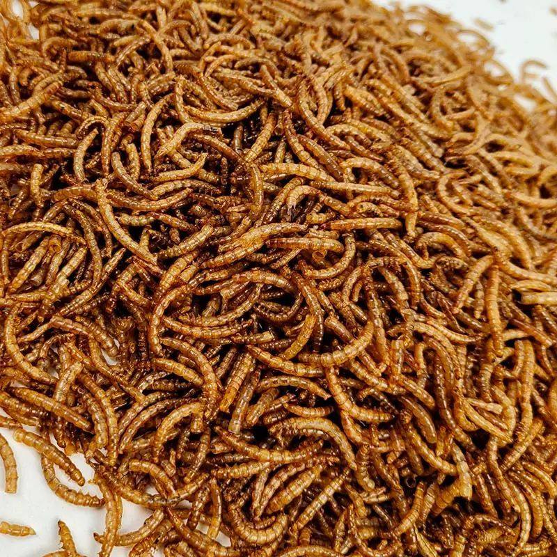 仓鼠粮食饲料刺猬仓鼠零食面包虫干黄粉虫龟粮用品面包虫营养专用,淘宝优惠券,粉丝福利购,淘宝优惠卷