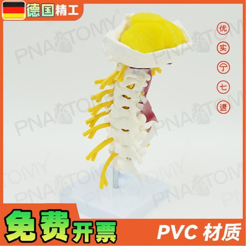 原装适用德国】人体颈椎肌肉神经骨骼解剖模型动脉枕骨椎间盘医学 - 图0
