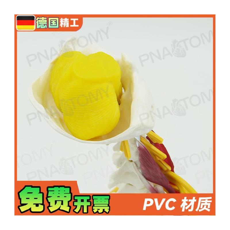 原装适用德国】人体颈椎肌肉神经骨骼解剖模型动脉枕骨椎间盘医学 - 图3