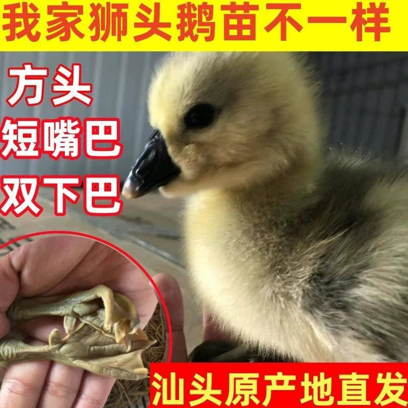 一斤正宗狮头鹅活苗特大种狮头鹅苗狮子头鹅幼苗鹅苗大种宠物鹅,淘宝优惠券,粉丝福利购,淘宝优惠卷