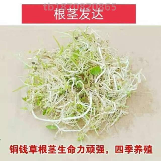 化室内栽好养生金盆钱草水碗栽植桌面草HUE籽花卉净水养花卉莲 - 图2