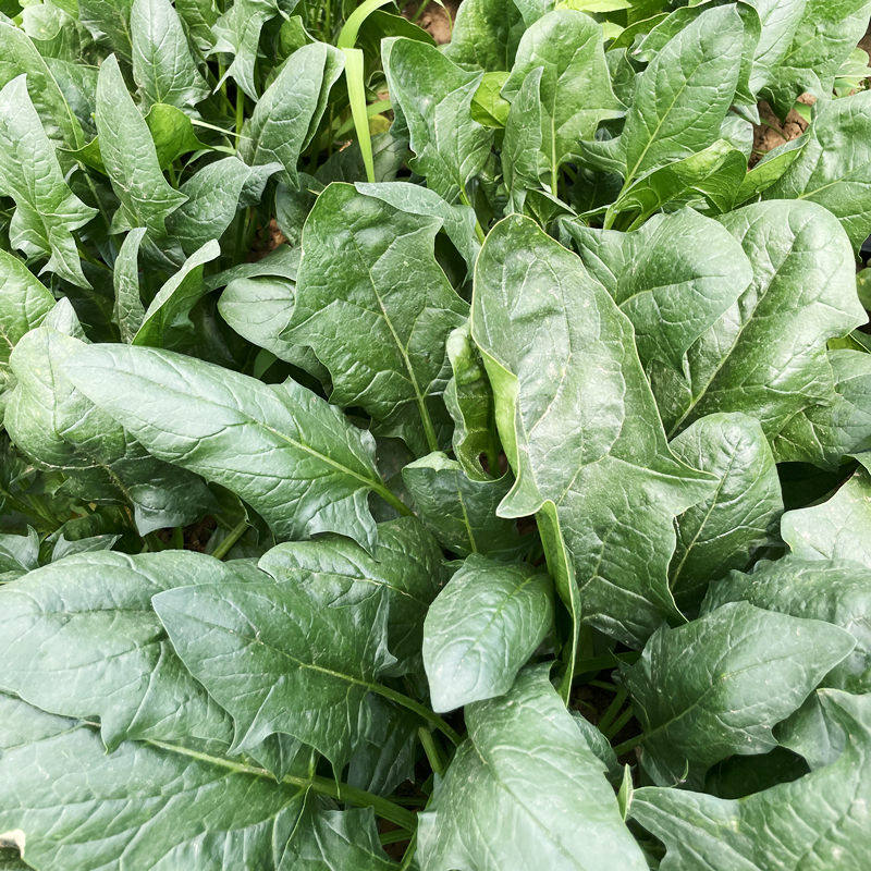 热抗王菠菜种子耐热菜籽种菠菜种籽圆叶菠菜孑四季夏秋冬农家大全,淘宝优惠券,粉丝福利购,淘宝优惠卷