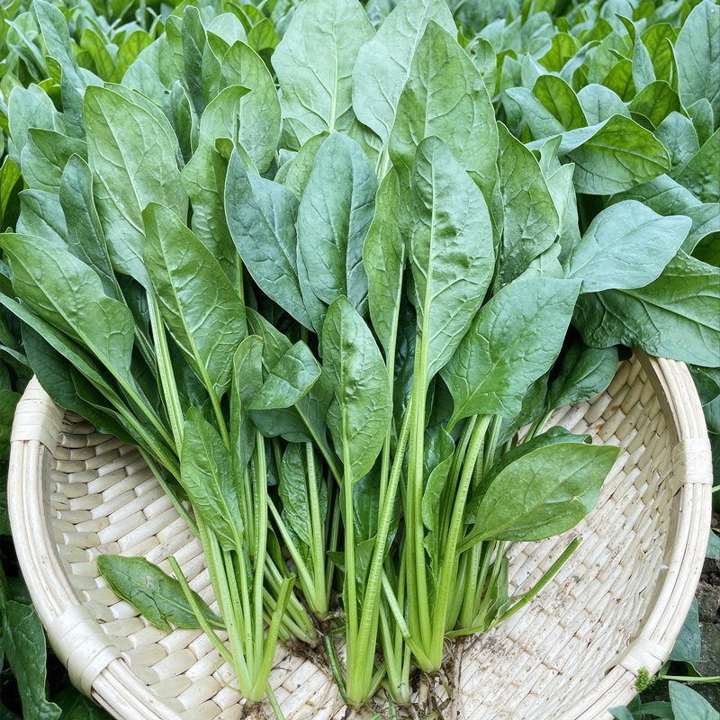 热抗王菠菜种子耐热菜籽种菠菜种籽圆叶菠菜孑四季夏秋冬农家大全,淘宝优惠券,粉丝福利购,淘宝优惠卷