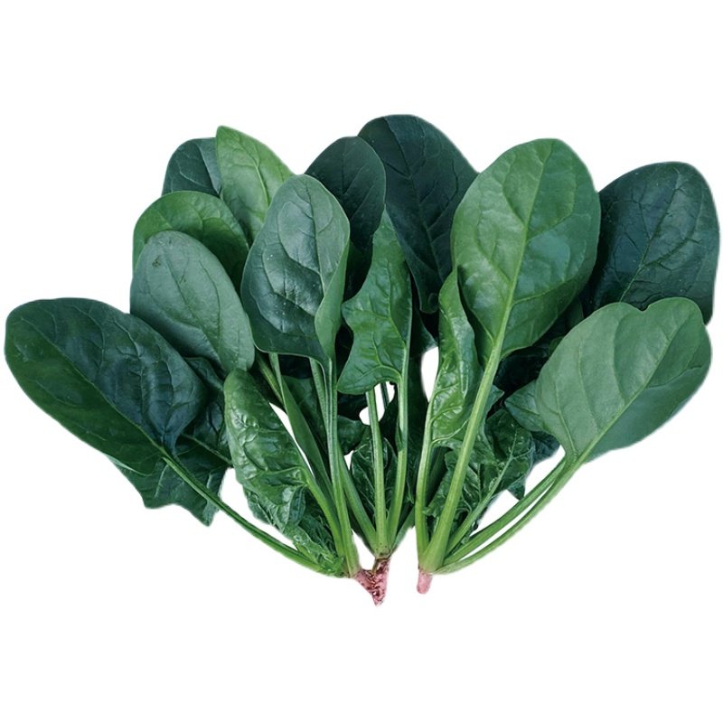 热抗王菠菜种子耐热菜籽种菠菜种籽圆叶菠菜孑四季夏秋冬农家大全,淘宝优惠券,粉丝福利购,淘宝优惠卷