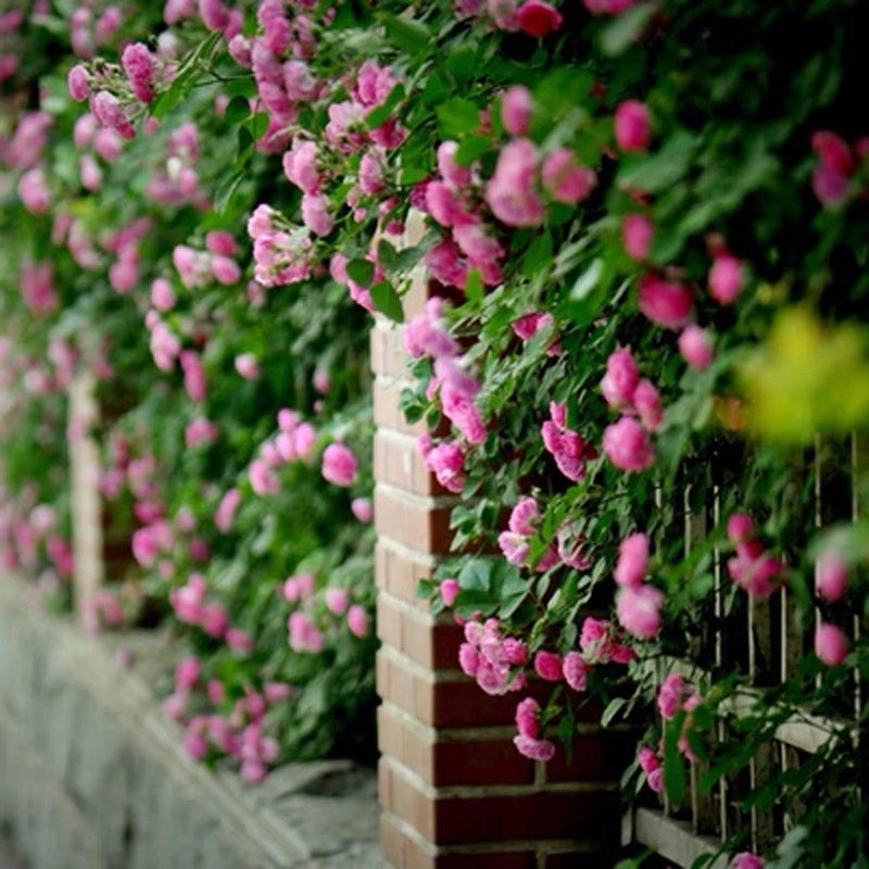 混色爬藤花种子四季开花爬藤开花盆栽地栽花卉简单红黄刺梅种子,淘宝优惠券,粉丝福利购,淘宝优惠卷