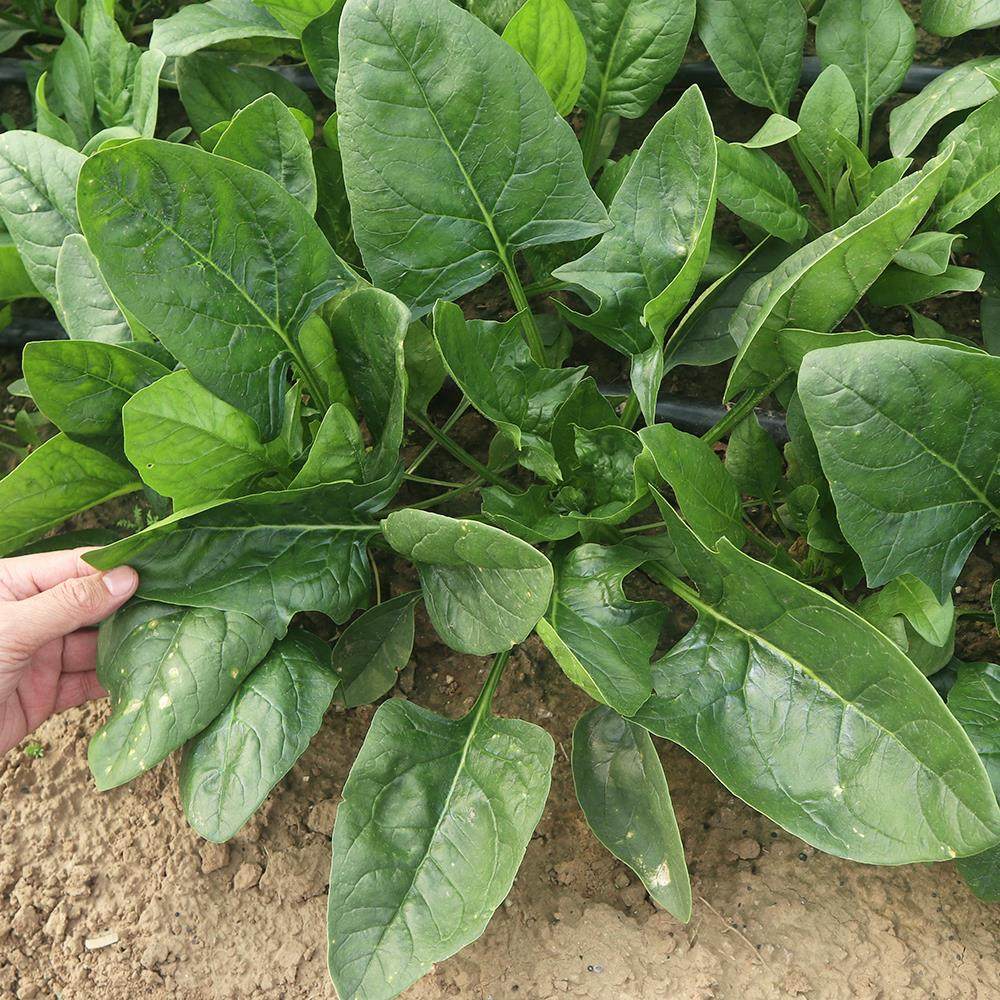 热抗王菠菜种子耐热菜籽种菠菜种籽圆叶菠菜孑四季夏秋冬农家大全,淘宝优惠券,粉丝福利购,淘宝优惠卷