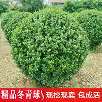 Large Leaf Winter Green Ball All Season Evergreen Ground Resistant Cold Plant Flower Ball-style Courtyard Wall Fence Tree Greening Miao Wood