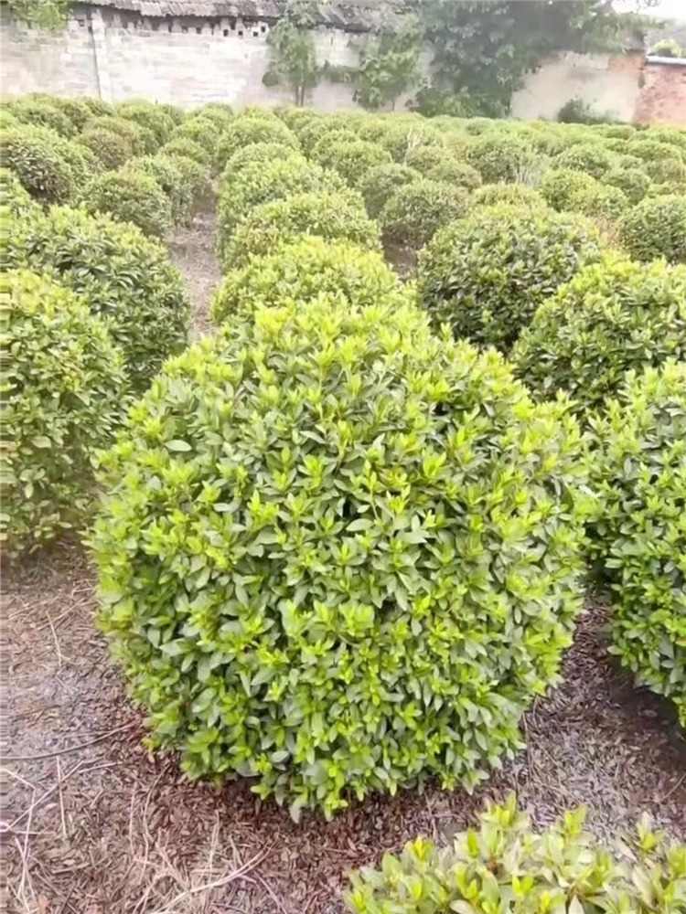 毛杜鹃球杜鹃花树苗紫娟夏鹃花映山红苗别墅庭院地栽四季常青绿化 - 图3