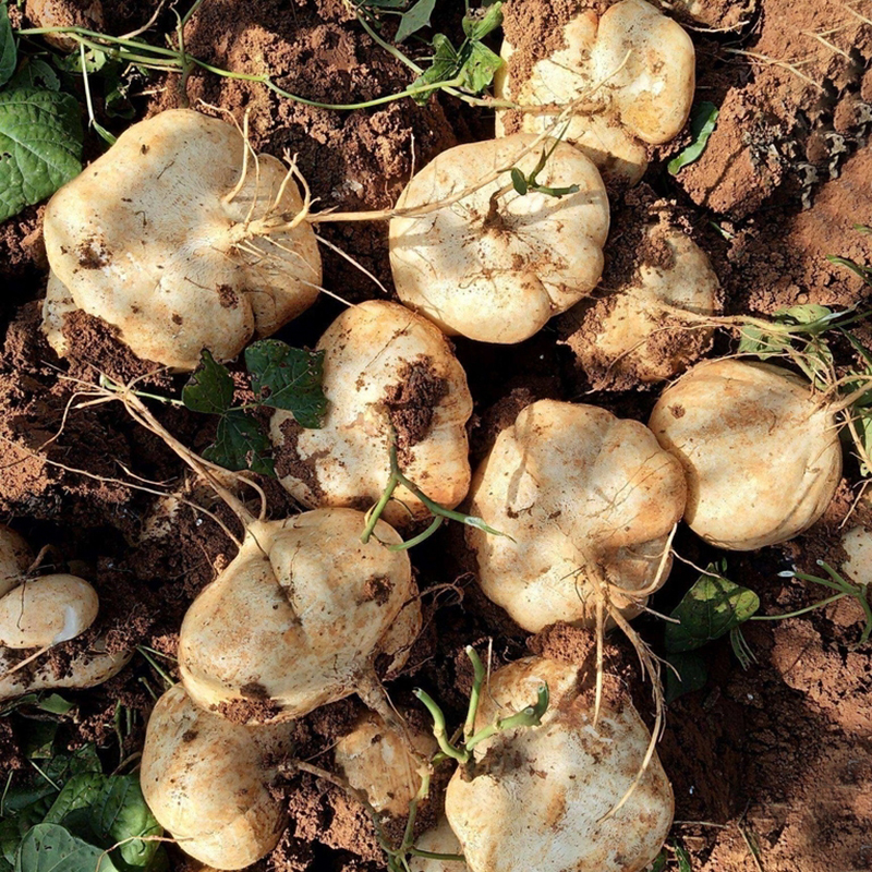 新鲜现挖白地瓜凉薯番薯当季农家蔬菜水果9斤葛根豆薯沙葛番葛薯 - 图3