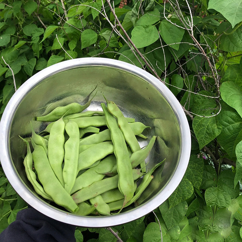 正宗东北油豆角新鲜现摘应季农家蔬菜扁豆角绿色九月青一点红豆角 - 图2