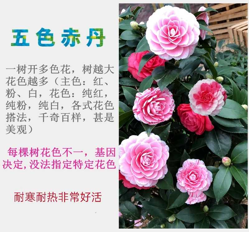 开花茶 新人首单立减十元 21年8月 淘宝海外