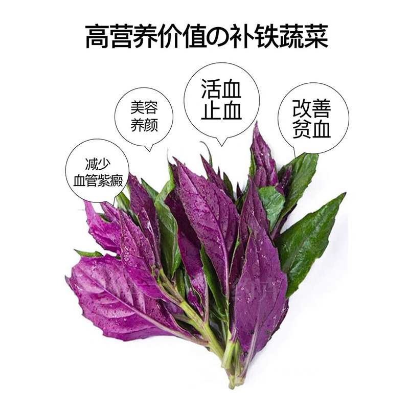 紫背天葵苗明月草金鸡毛草红背菜观音菜蔬菜阳台盆栽血皮菜补血菜 - 图3