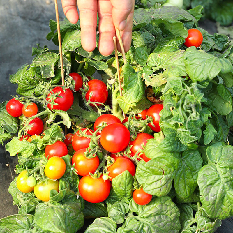 矮生盆栽番茄苗蔬菜苗秧樱桃小西红柿圣女果种子四季广东阳台菜苗,淘宝优惠券,粉丝福利购,淘宝优惠卷