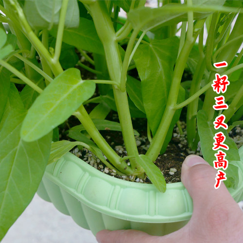 三叉空心菜种籽苗秧老品种空心菜种子四季通菜盆栽批发蔬菜种大全 - 图3