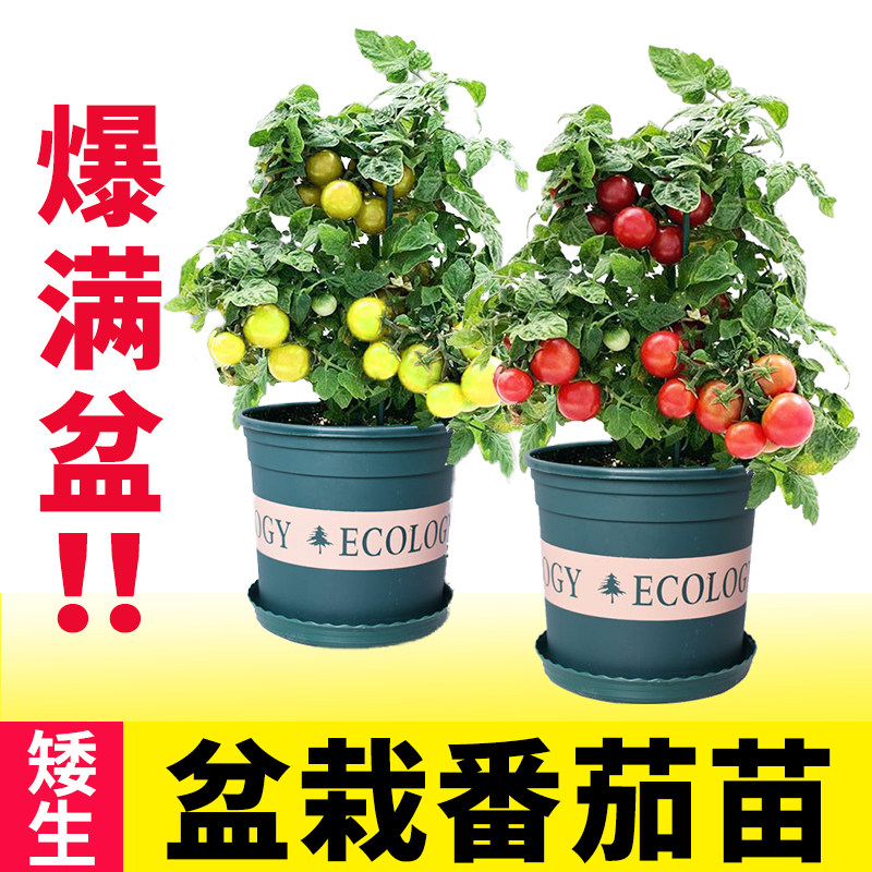 矮生盆栽番茄苗蔬菜苗秧樱桃小西红柿圣女果种子四季广东阳台菜苗,淘宝优惠券,粉丝福利购,淘宝优惠卷