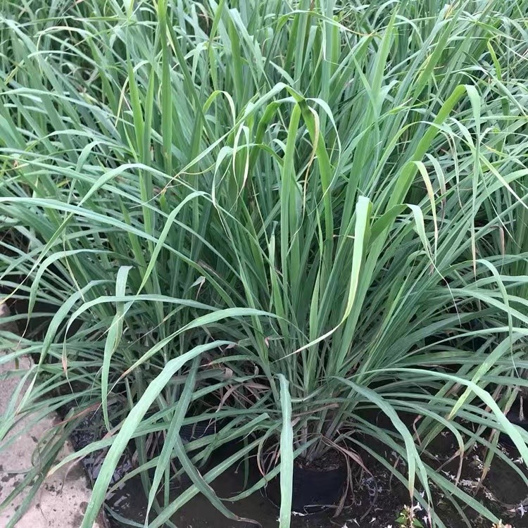 香茅草种子四季种室外庭院易活草籽进口香水茅柠檬草驱蚊香草种籽-图1