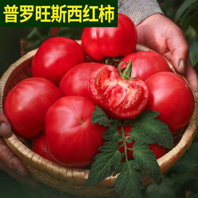 普罗旺斯番茄种子 种苗 水果番茄种子 荷兰进口西红柿种籽 口感好 - 图0
