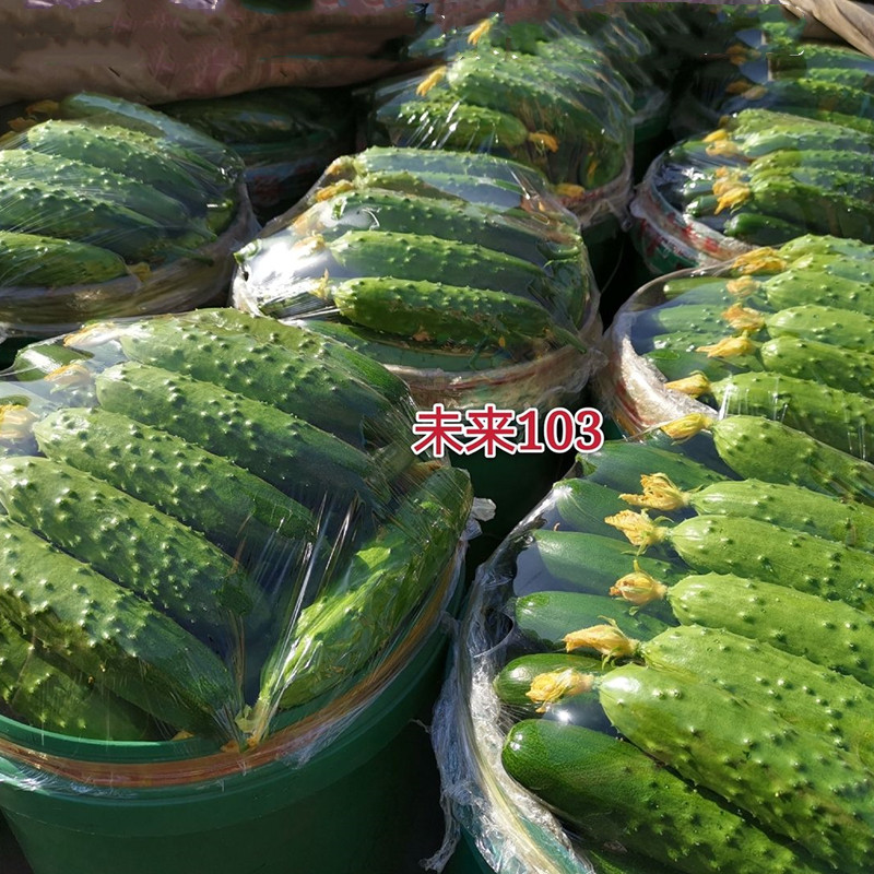 未来103 108旱黄瓜种籽孑 水果旱黄瓜油亮大刺瘤口感青瓜黄瓜种子,淘宝优惠券,粉丝福利购,淘宝优惠卷