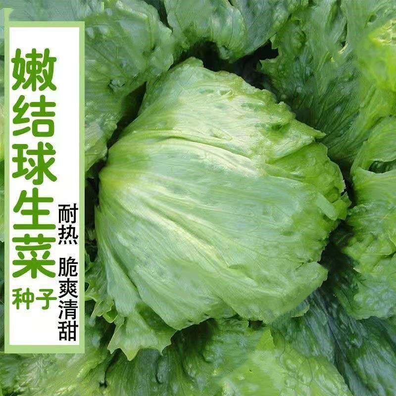 意大利生菜种子大全水培四季生菜种籽孑农家春夏秋冬季菜籽种南方 - 图0