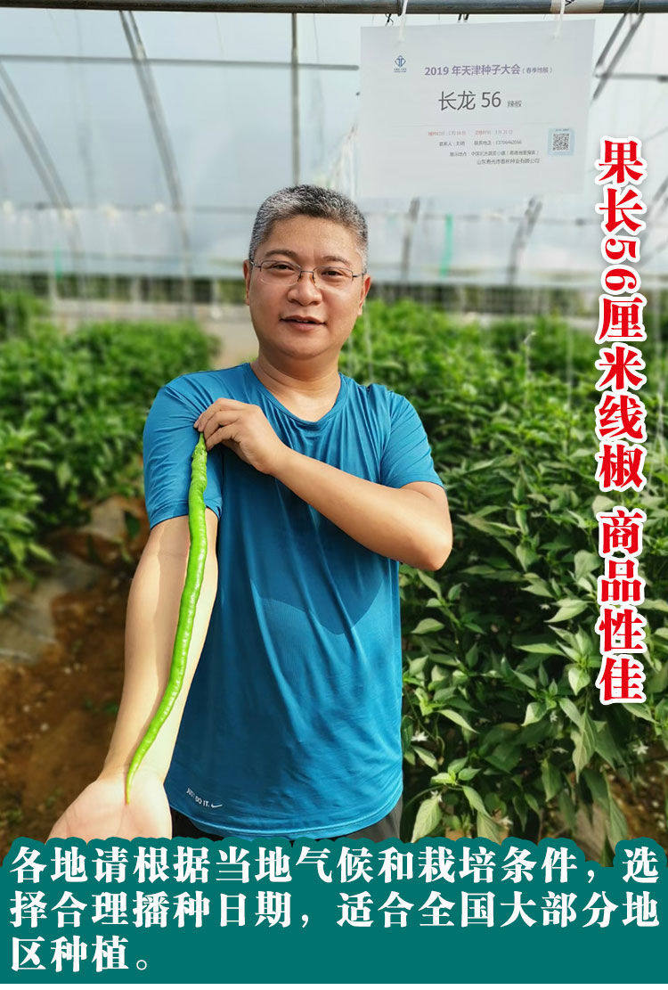 线椒种子帝王336长龙56高产早熟杭椒大田四季播室盆栽辣椒孑秧苗,淘宝优惠券,粉丝福利购,淘宝优惠卷