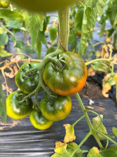 草莓番茄种子沙瓤铁皮绿腚大西红柿子蔬菜阳台四季种籽春季种孑