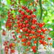 Japanese ice cream tomato seeds pure sweet taste