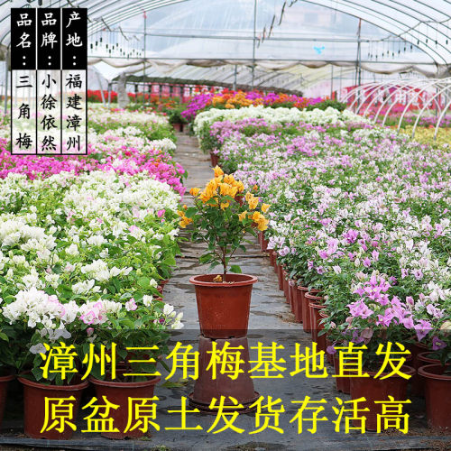 多色三角梅盆栽植物带花发货庭院爬藤大苗好养易活净化空气花卉苗 - 图3