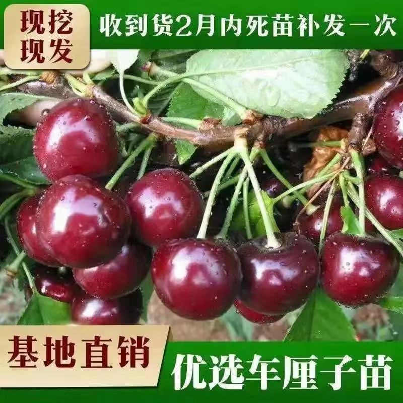 车厘子树苗果树果苗当年结果南方北方种植四季大樱桃树苖水果嫁接 - 图1