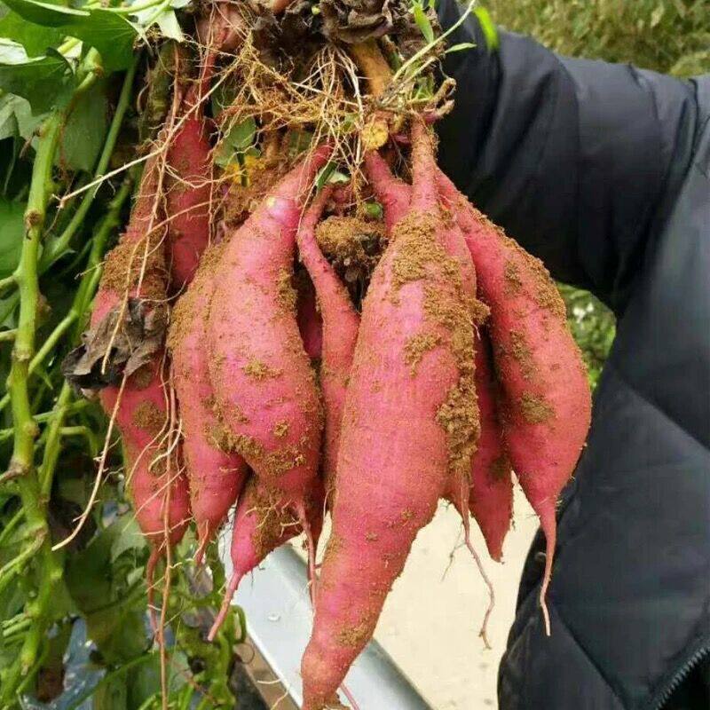 山东新鲜农家蜜薯糖心食用板栗红薯 薯根香番薯