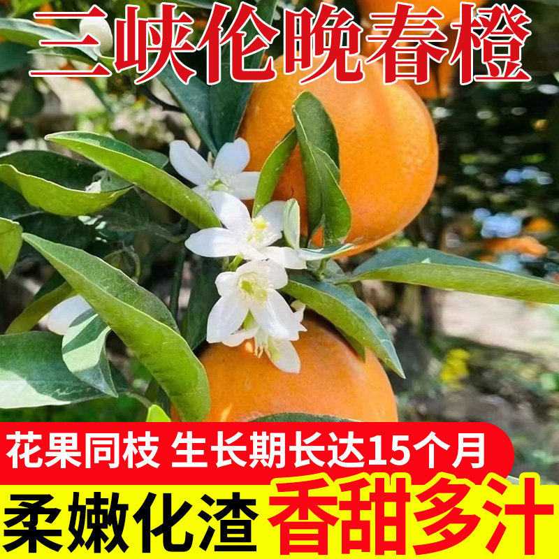 正宗伦晚春橙新鲜当季时令水果湖北秭归赣甜南榨汁整箱包邮橙子